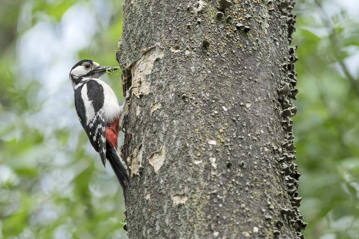 Woodpeckers at your Charlotte area home