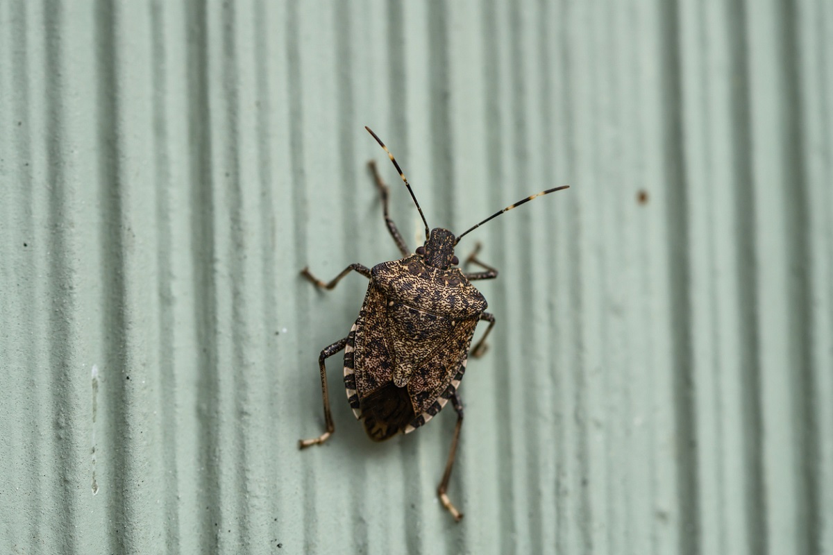 stink bugs and other household pests