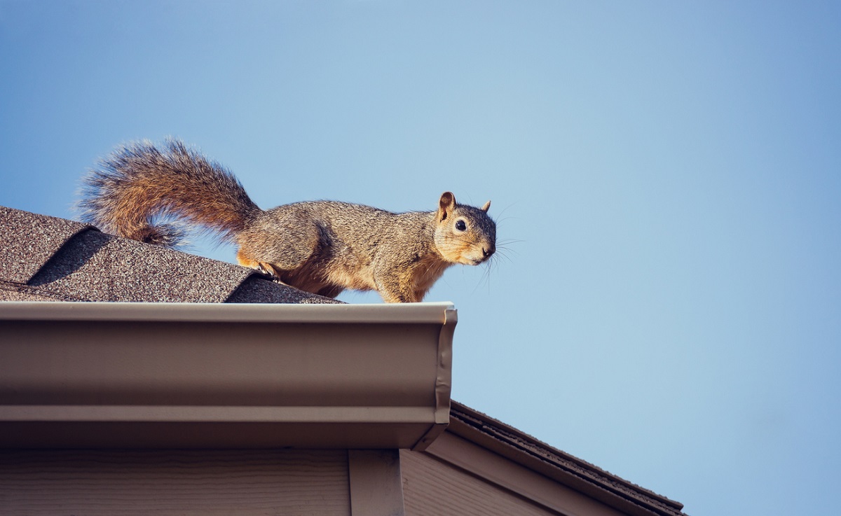 squirrels on your roof