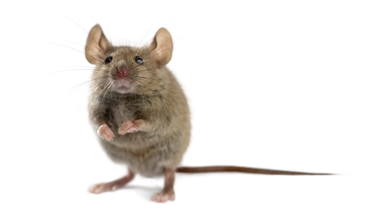 preventing mice in your charlotte home