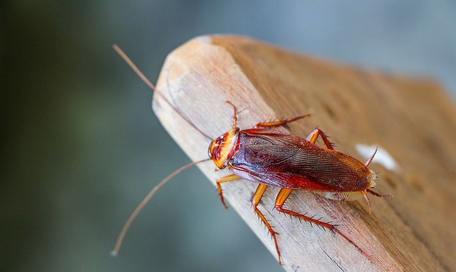 preventing roaches in your charlotte home