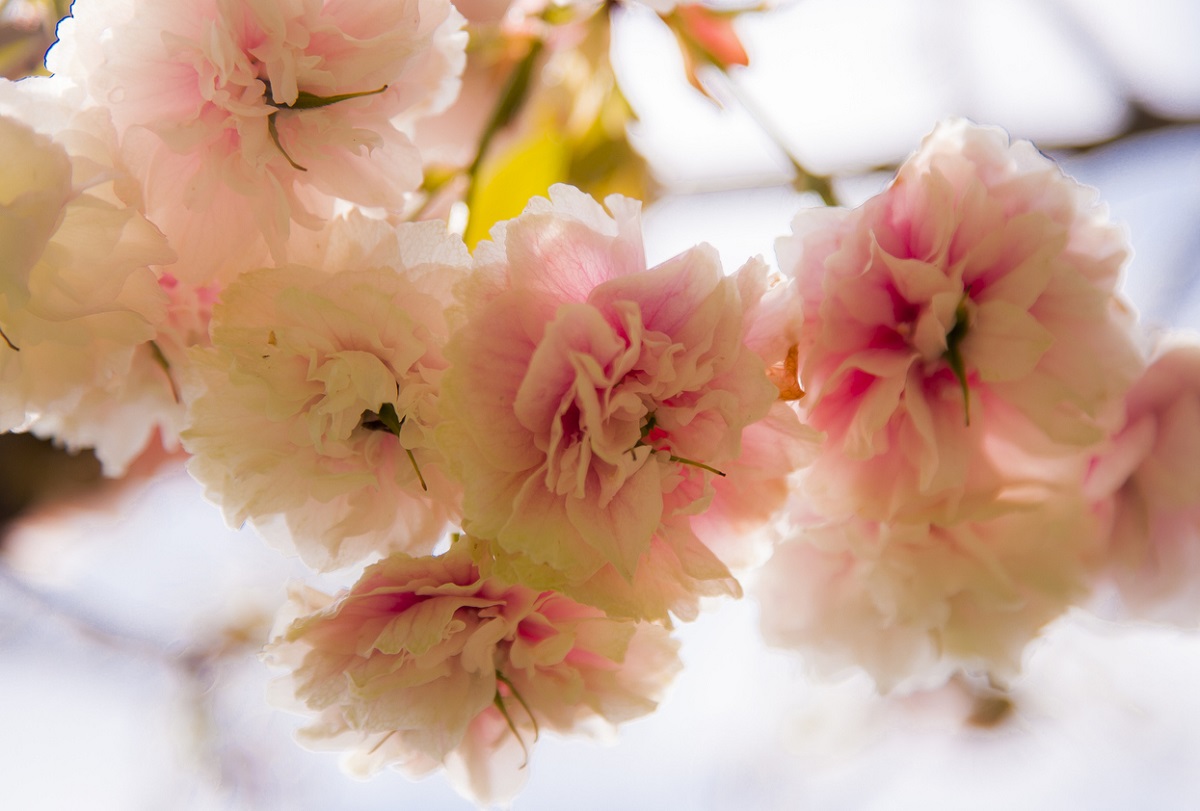 Spring has Sprung, and the Local Charlotte Area is Buzzing With Activity!