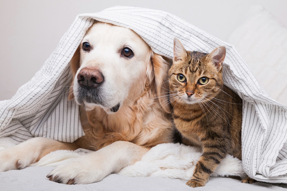 pets in your home when selling your home Paul Jamison advice