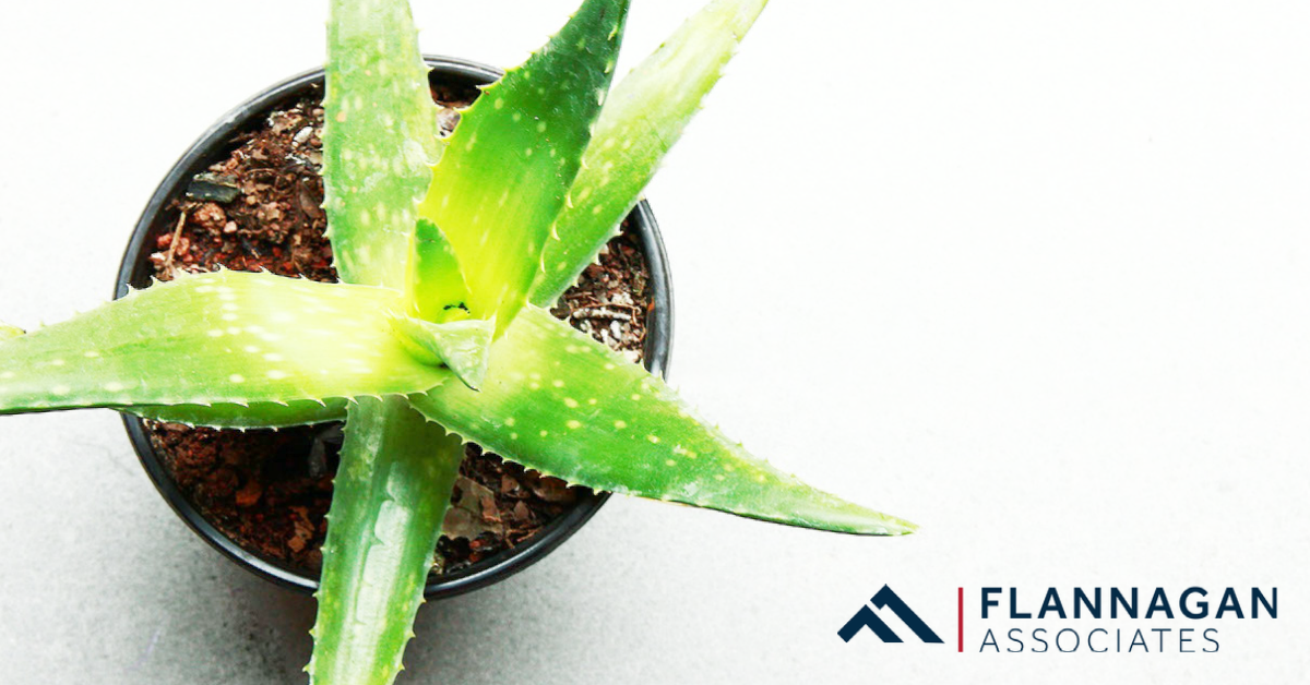 How to Move With Houseplants: 3 Expert Tips
