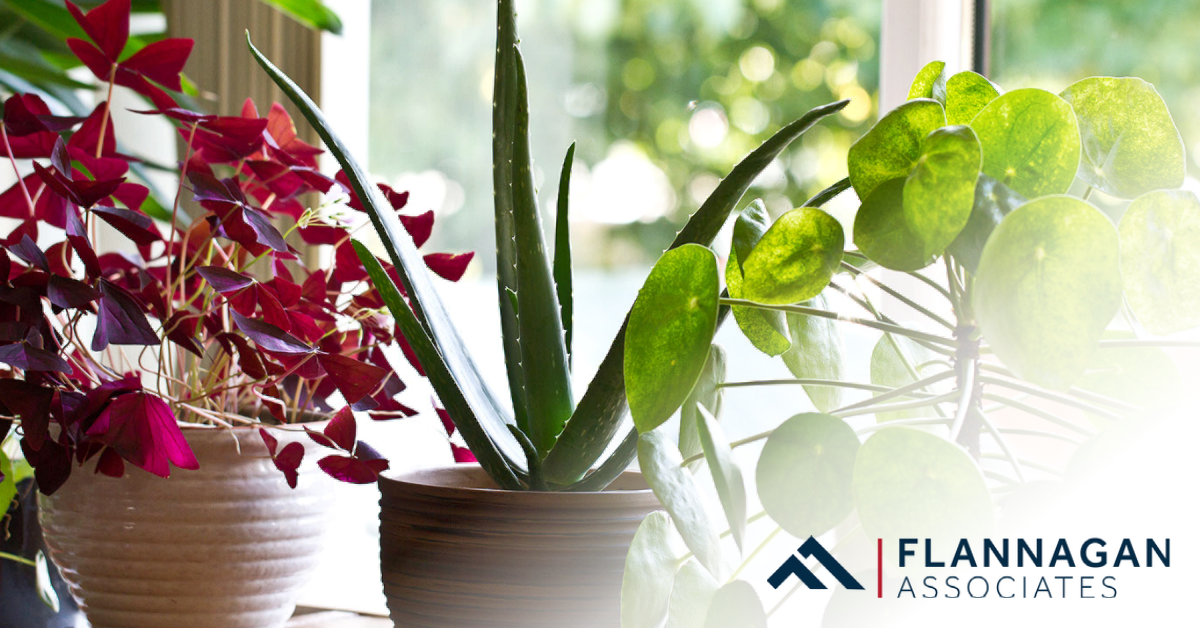 The Best Houseplants for Low Light