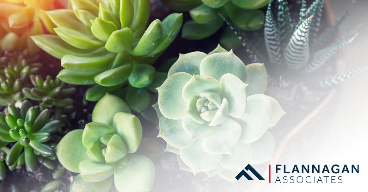 DIY Guide: Succulent Wall Art