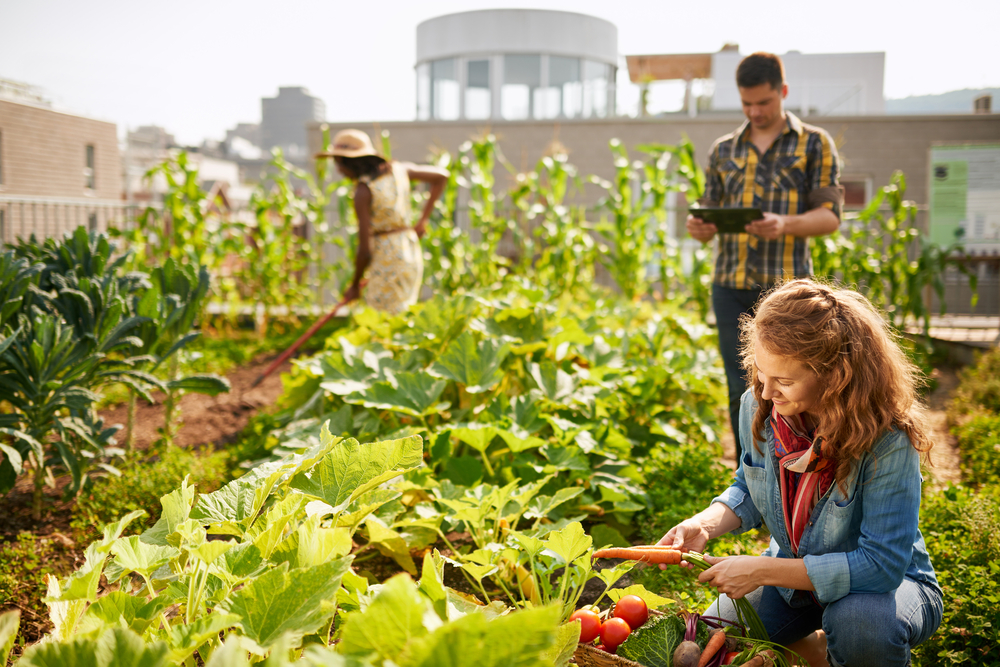 farmers harvesting on community garden