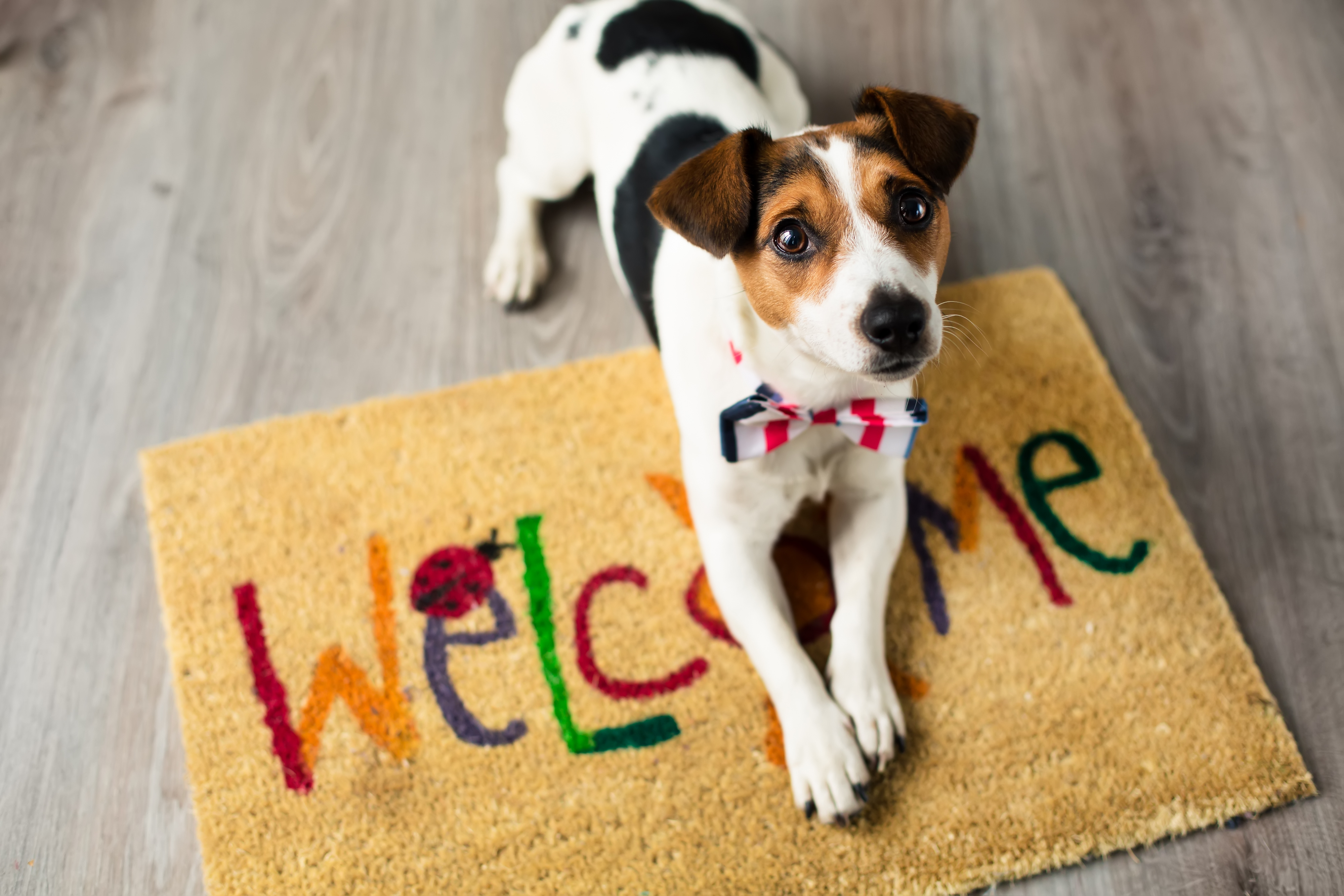 A Happy Tail: Pets and the Homebuying Process