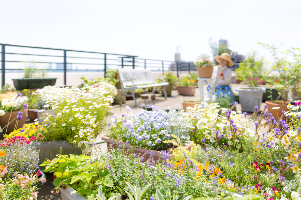 urban farming roof top gardens