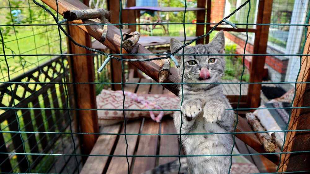 cat in a safe outdoor space