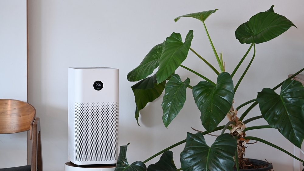 indoor plant and air humidifier