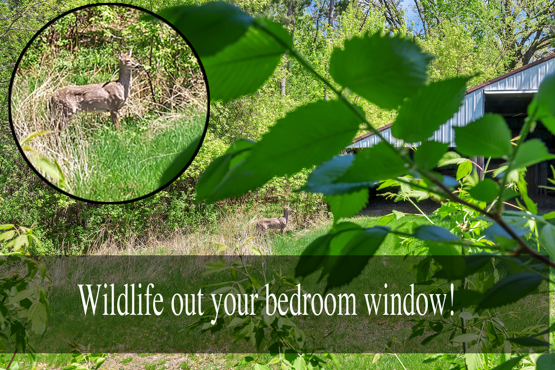 wildlife abounds