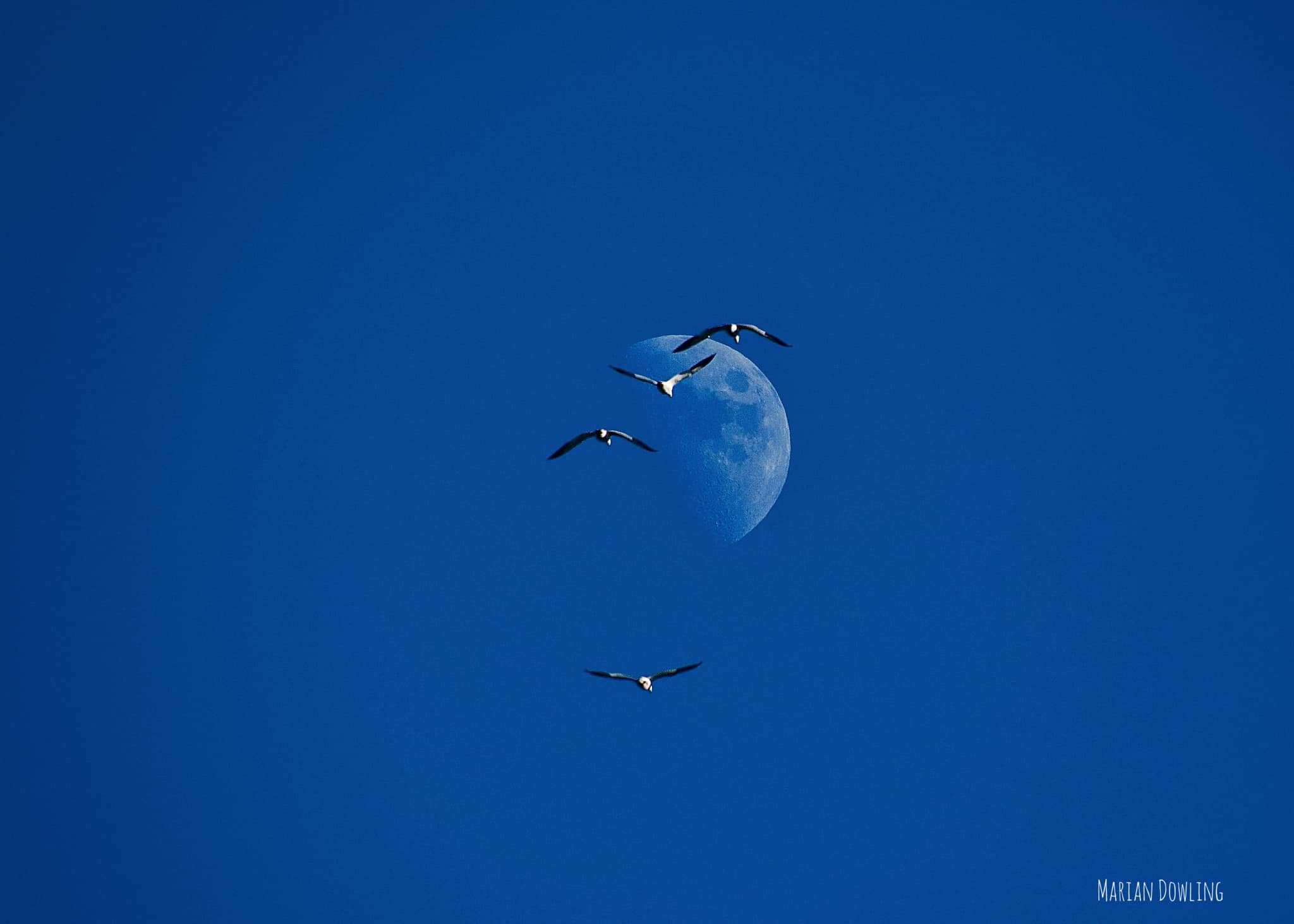 Featured Photographer: Marian Dowling