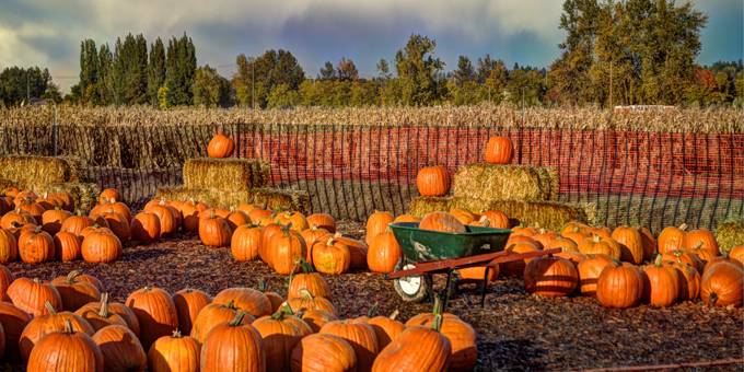 Real estate with pumpkin patch farm on acreage in Van Meter Iowa