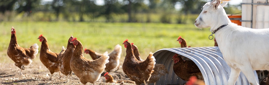 Farm animals on an acreage for sale in Iowa