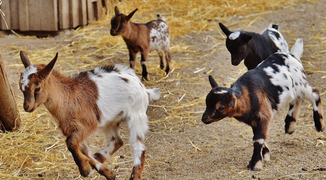 starting a goat farm in iowa