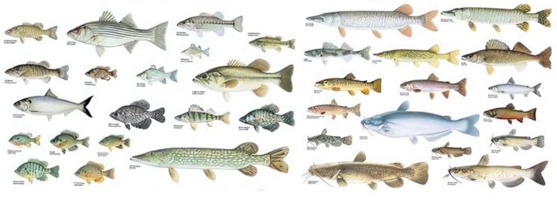 Photo of Iowa fish species in best lakes and rivers