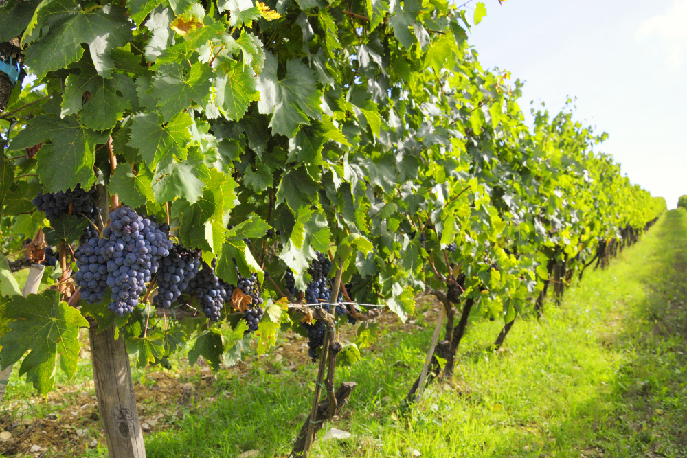 Washington’s Vineyard