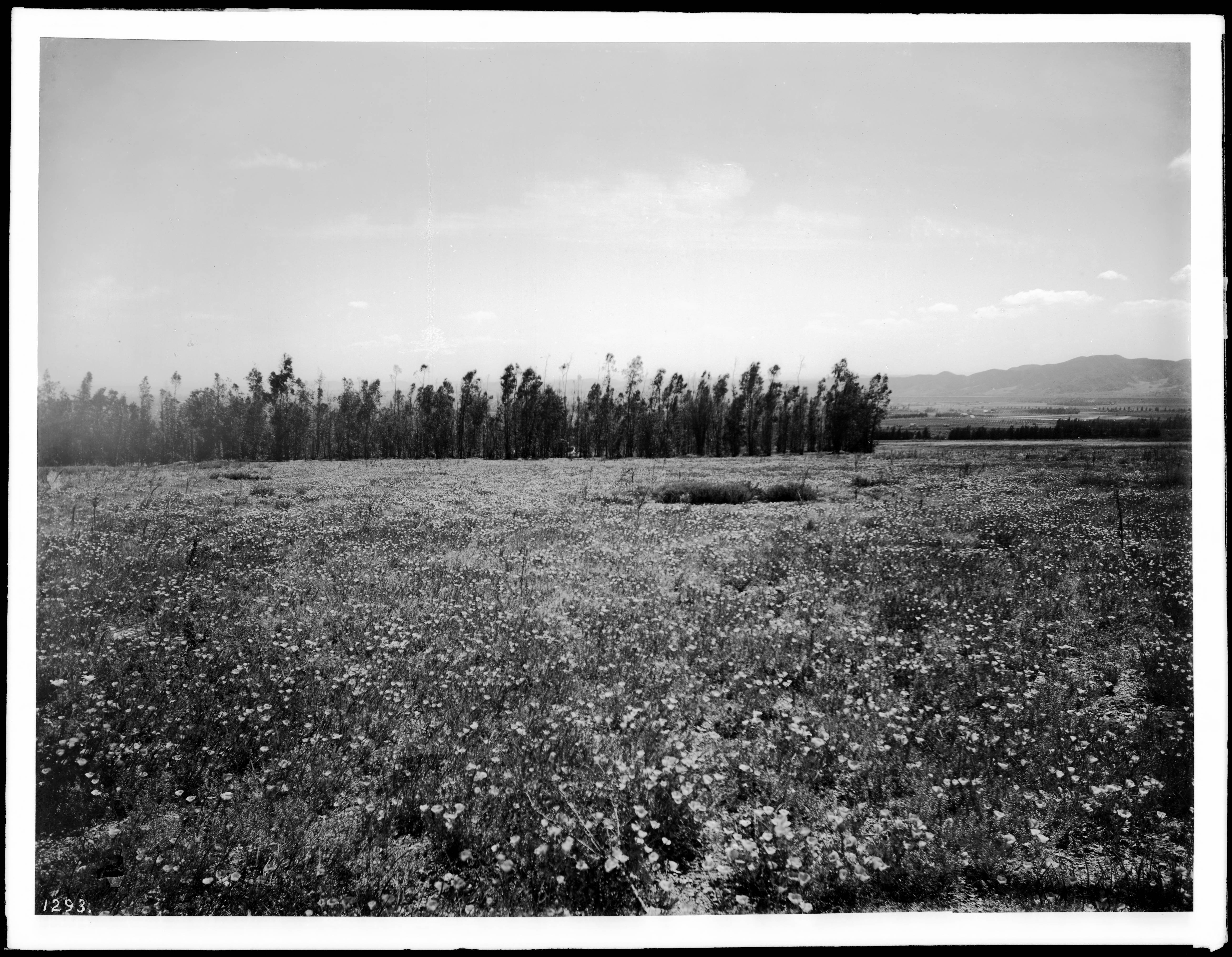 Black and white historic photograph of a poppy field in Altadena with trees and distant mountains.