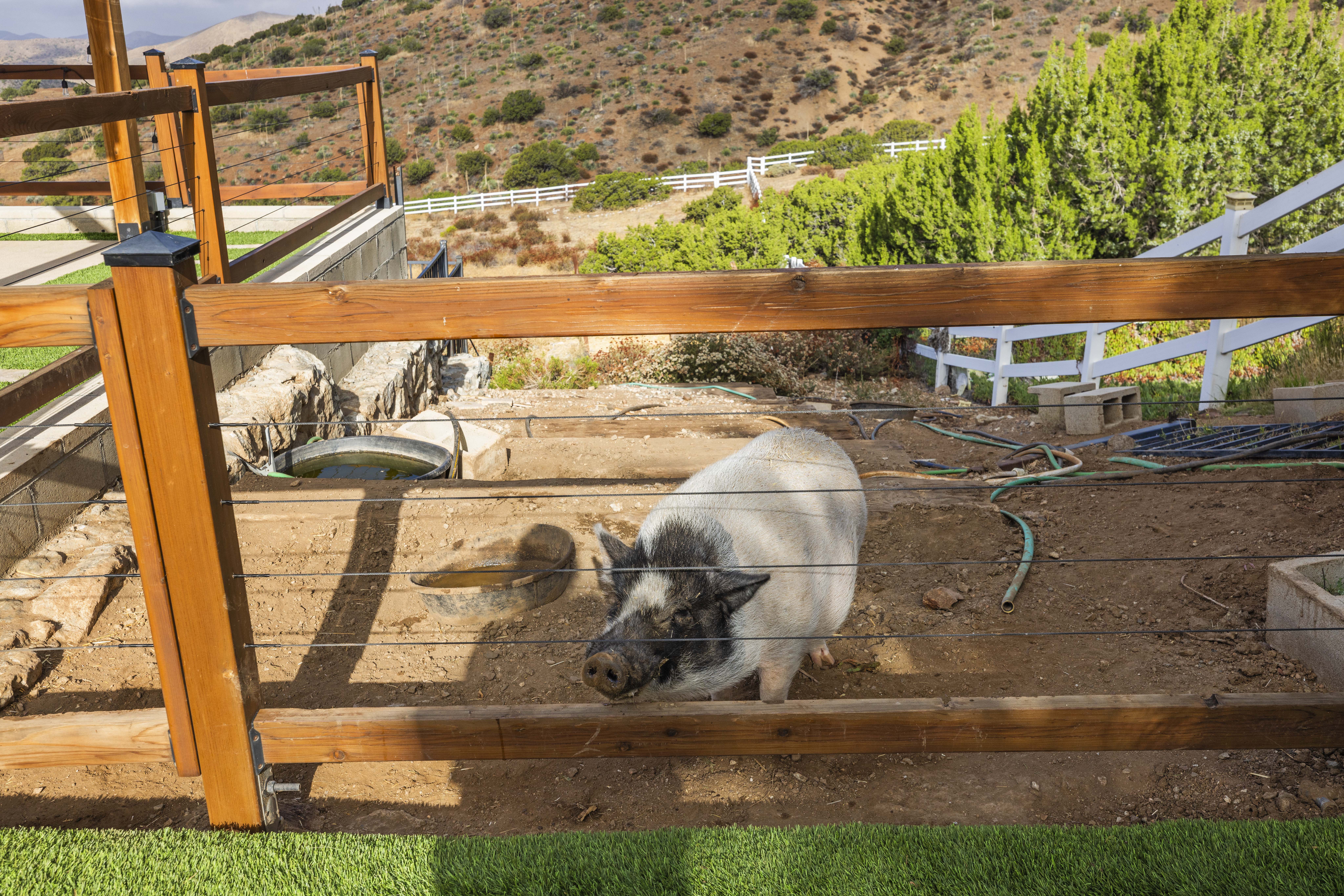 Pig in the pen at 34665 Desert Rd, Acton CA, a property zoned A-2-2 Heavy Agricultural where livestock is permitted. Listed at $1,075,000 by The Kathy Watterson Team at RE/MAX of Santa Clarita.