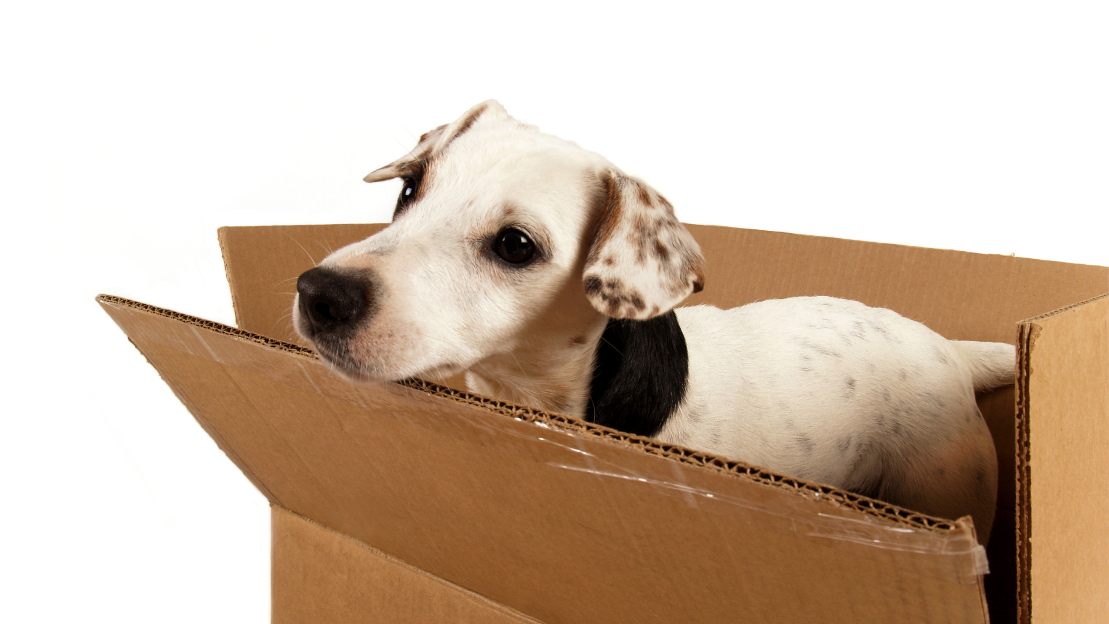 Moving with pets, moving with kids, moving tips