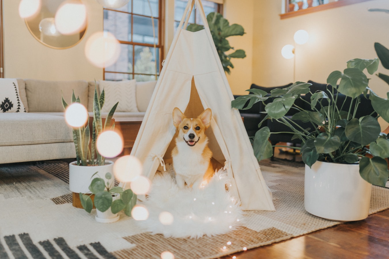 Prep Your Pets For The Big Move