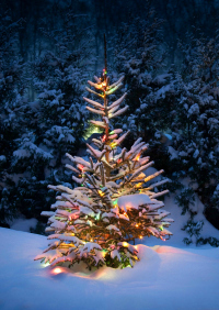 Cut Your Own Tree: Geneva, St. Charles, and Batavia