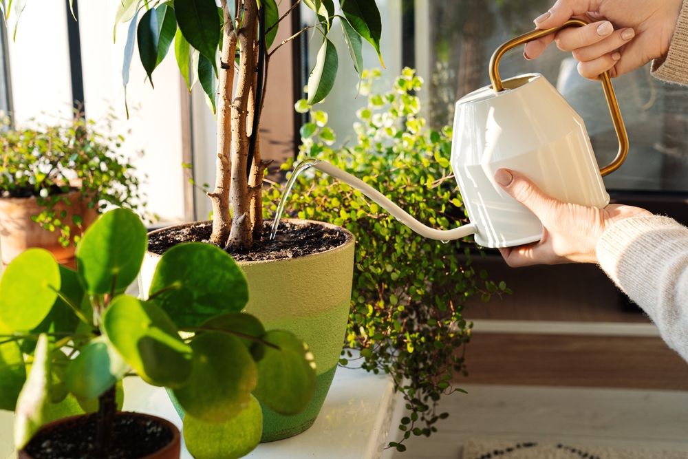 Techniques in watering plants