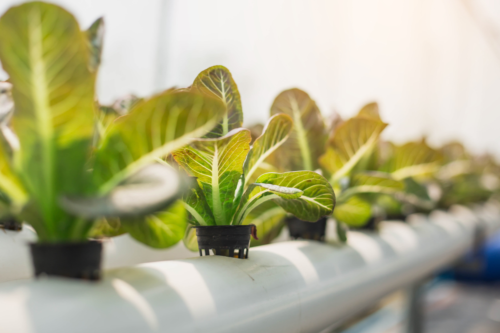 Hydroponic plant growing systems