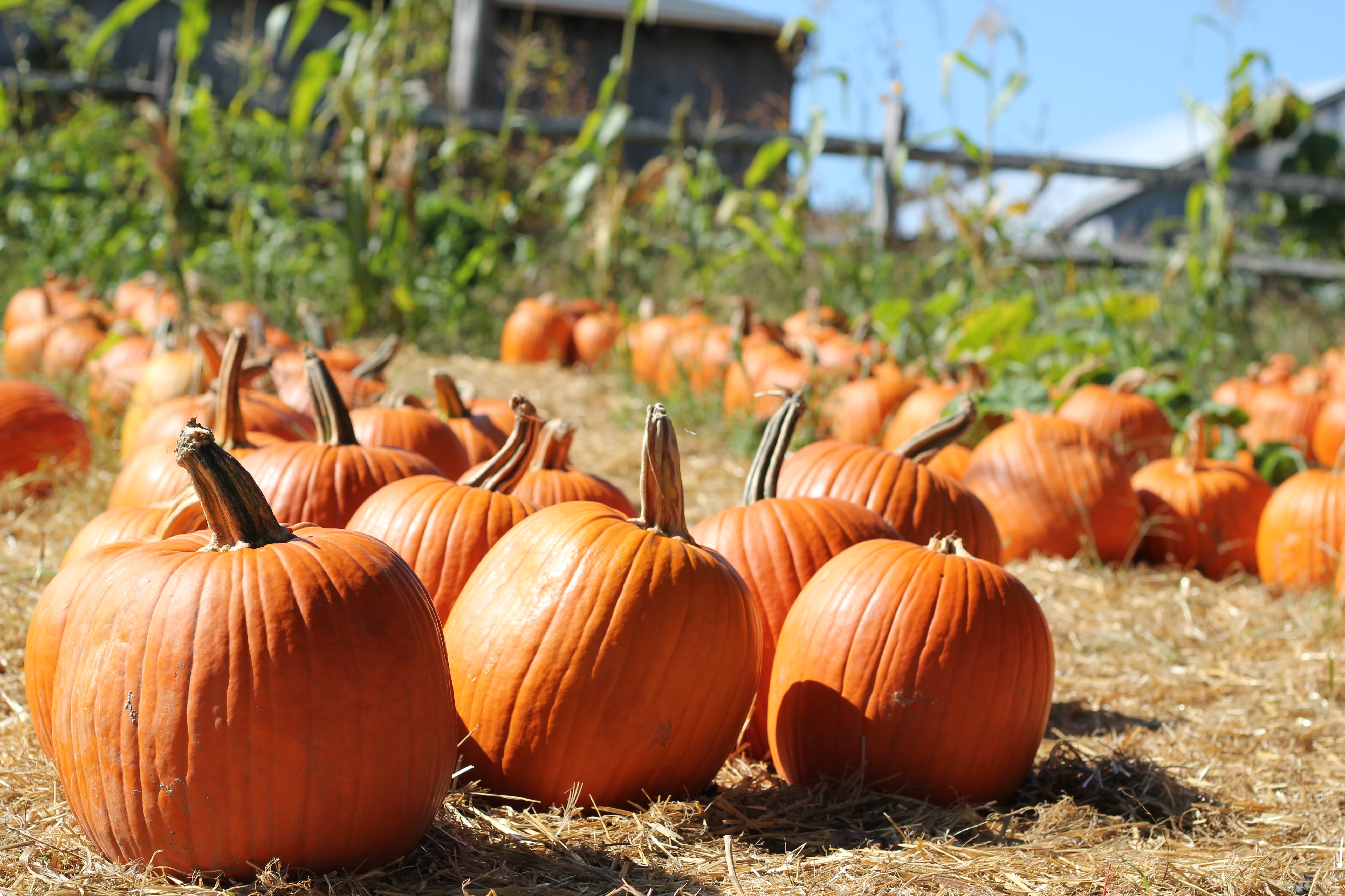 5 Ways to Enjoy Fall in Southern California