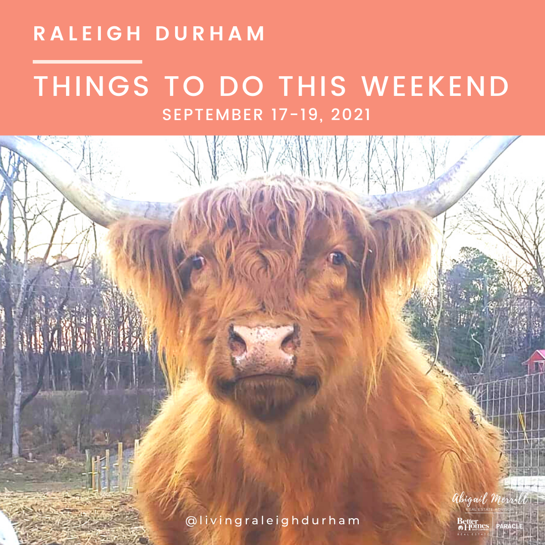 LivingRaleighDurham.com Things to do in Raleigh Durham this Weekend,  September 17-19, 2021, image featuring Scottish Highland Cow from Lazy Hound Farm