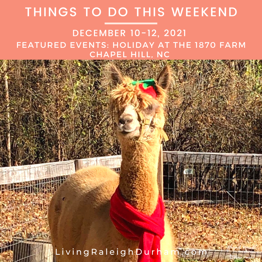 A Llama with a holiday scarf on from1870 Farm in Chapel Hill: Living Raleigh Durham December 10-12 Featured Event