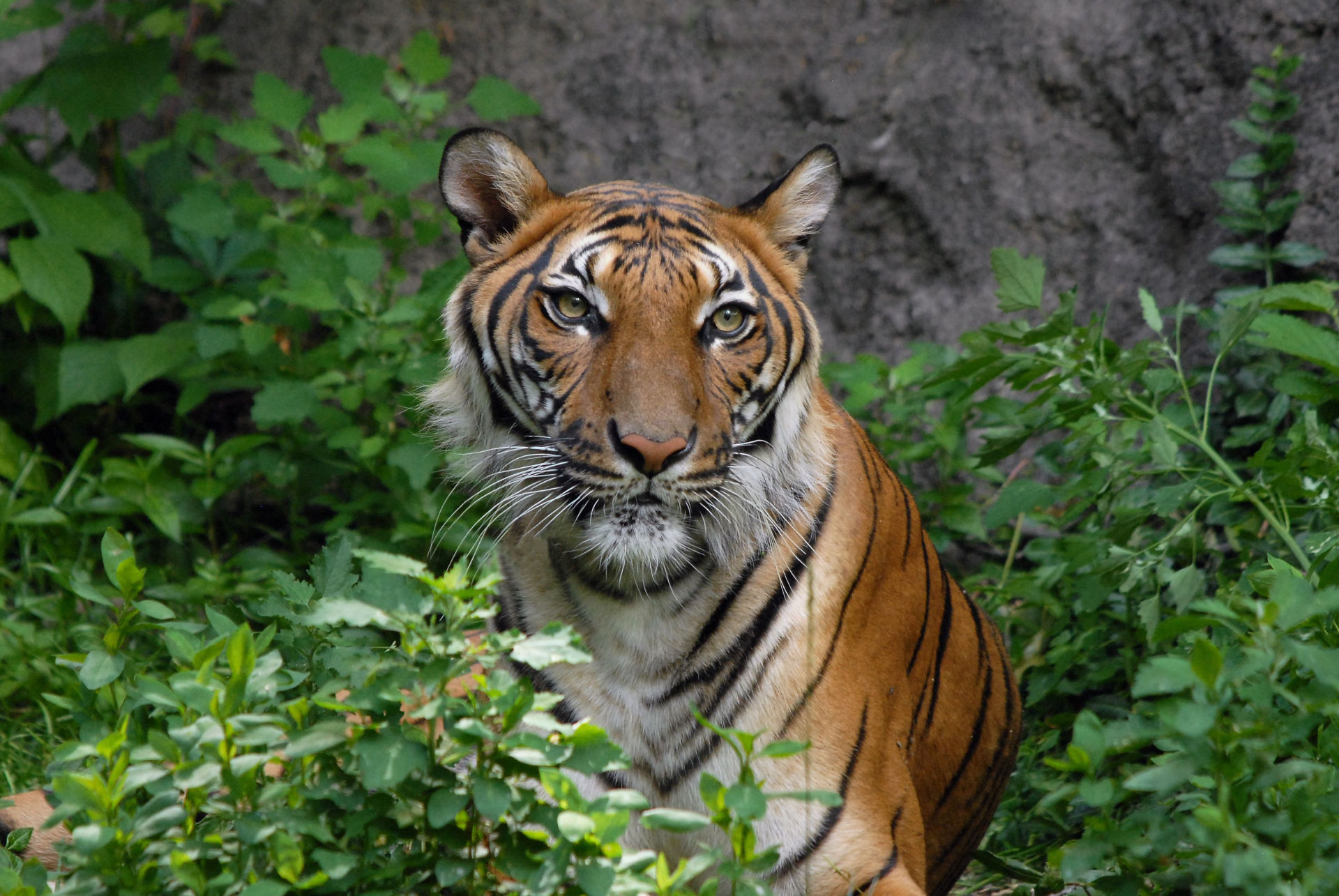 Bengal Tiger at Cincinnati Zoo