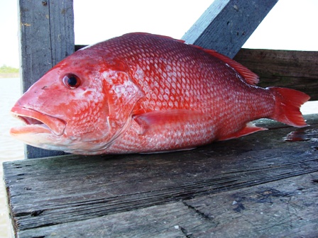 Gulf Shores Fishing  Fishing In Orange Beach & Gulf Shores