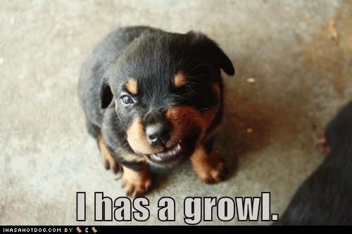 Rottweiler Pup