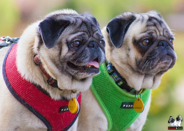 Identical Pugs