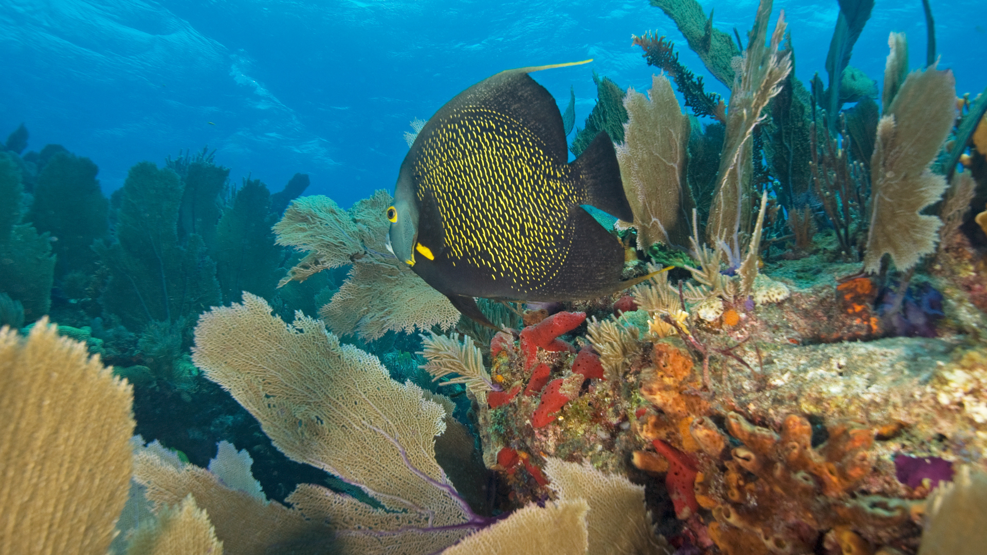 Protecting Paradise: Environmental Conservation Efforts on the Treasure Coast