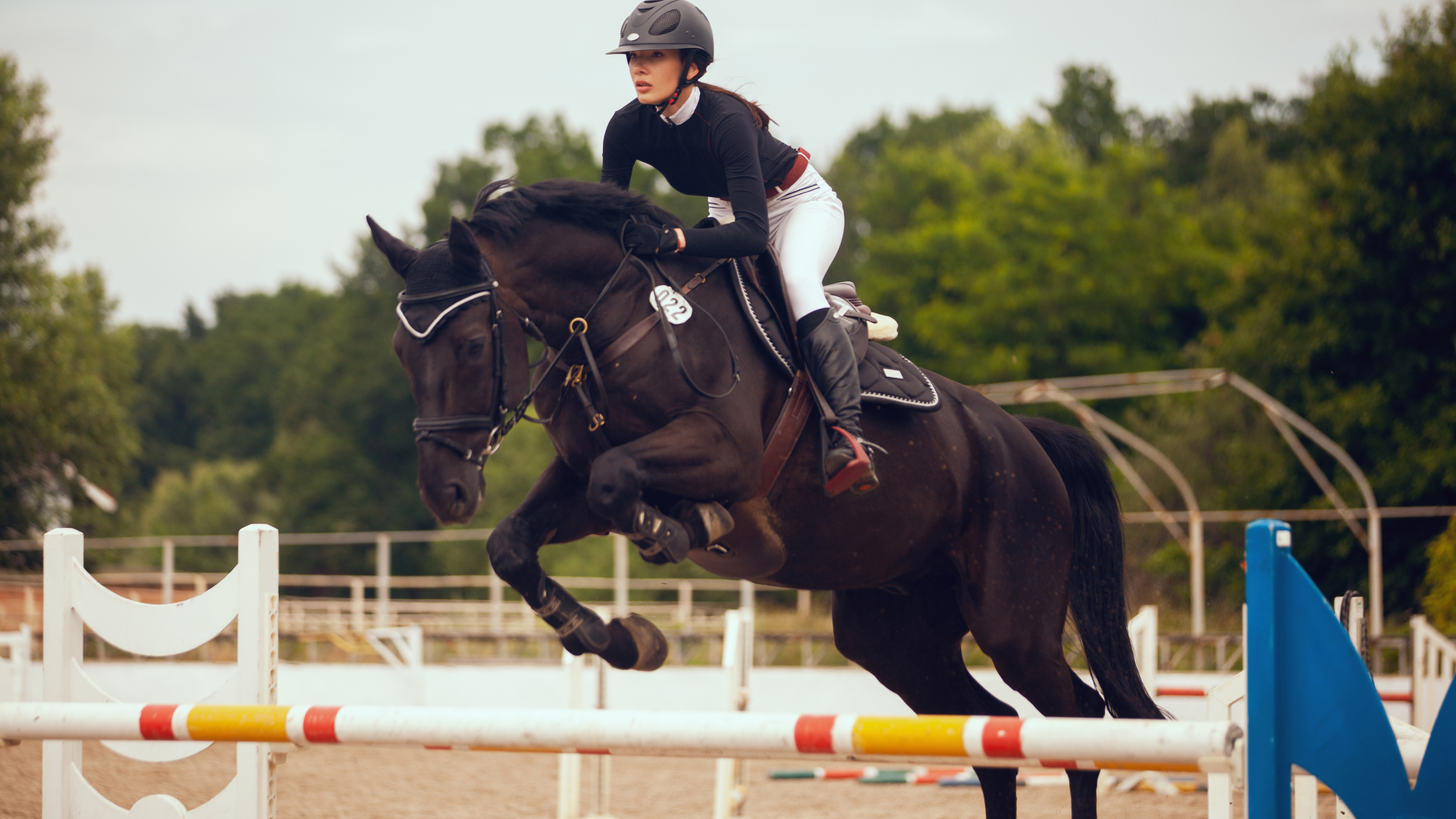 Hobe Sound's Equine Elegance: A Glimpse into the World of High-End Equestrian Estates