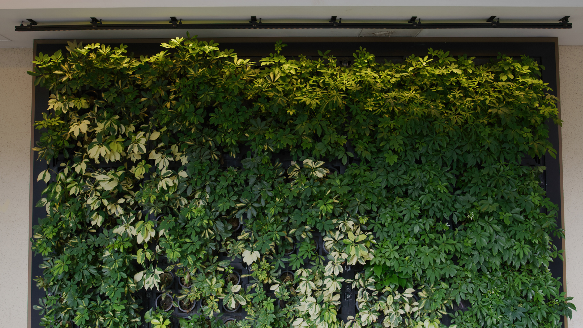 Biophilic Design: Connecting Treasure Coast Homes with Nature for Wellness