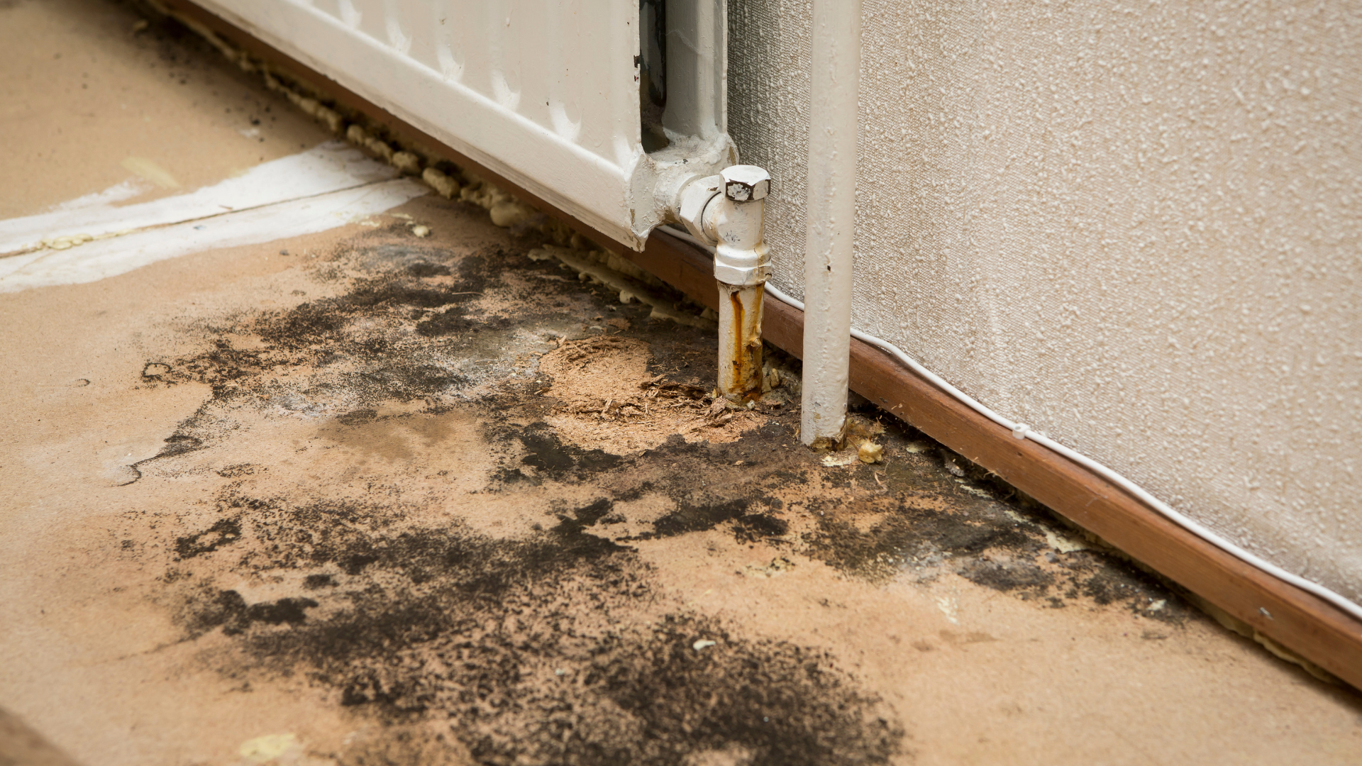 Preventing Mold and Mildew: Tips for Managing Humidity in Coastal Homes During the Summer Months