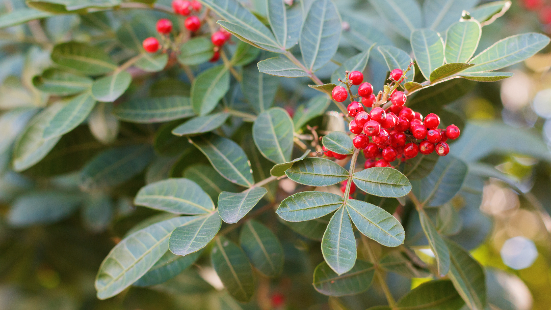 Protecting Your Landscaping: Dealing with Brazilian Pepper and Australian Pine