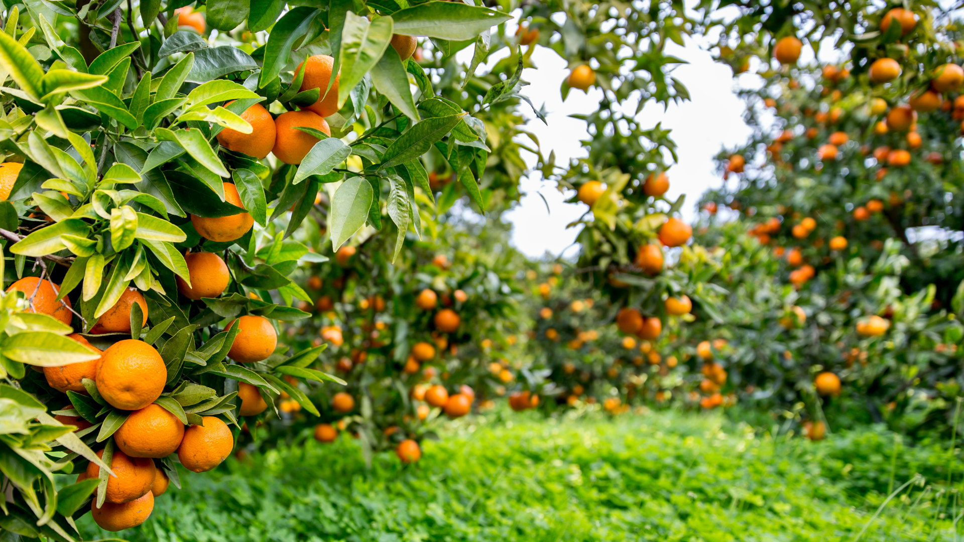 From Orange Blossoms to New Beginnings: The Transformation of Western St. Lucie County's Citrus Groves into Unique Residential Developments