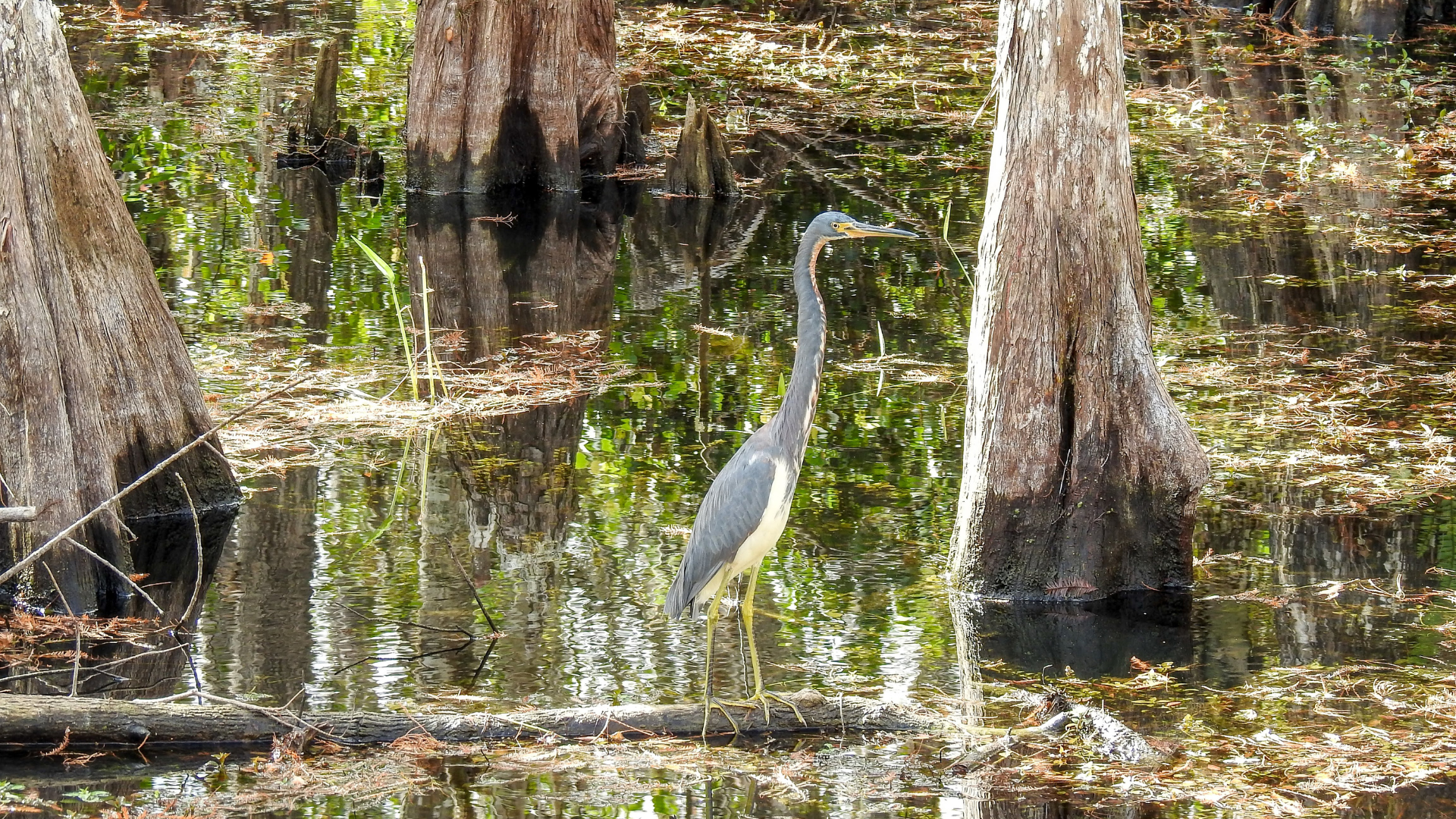 Bringing Nature Home: Creating a Florida-Friendly Oasis for Native Wildlife on the Treasure Coast