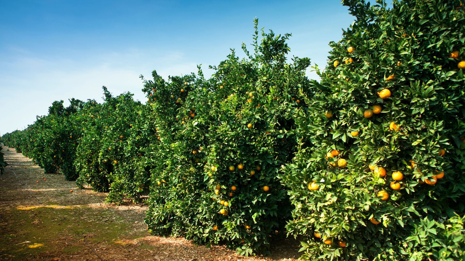 The Vanishing Citrus Groves: How Former Agricultural Land is Being Repurposed for Unique Residential Developments in Western St. Lucie County