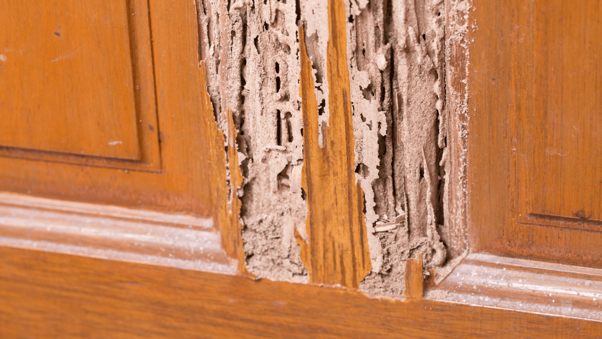 Termite Troubles in the Tropics: Proactive Prevention Tips for Treasure Coast Homeowners