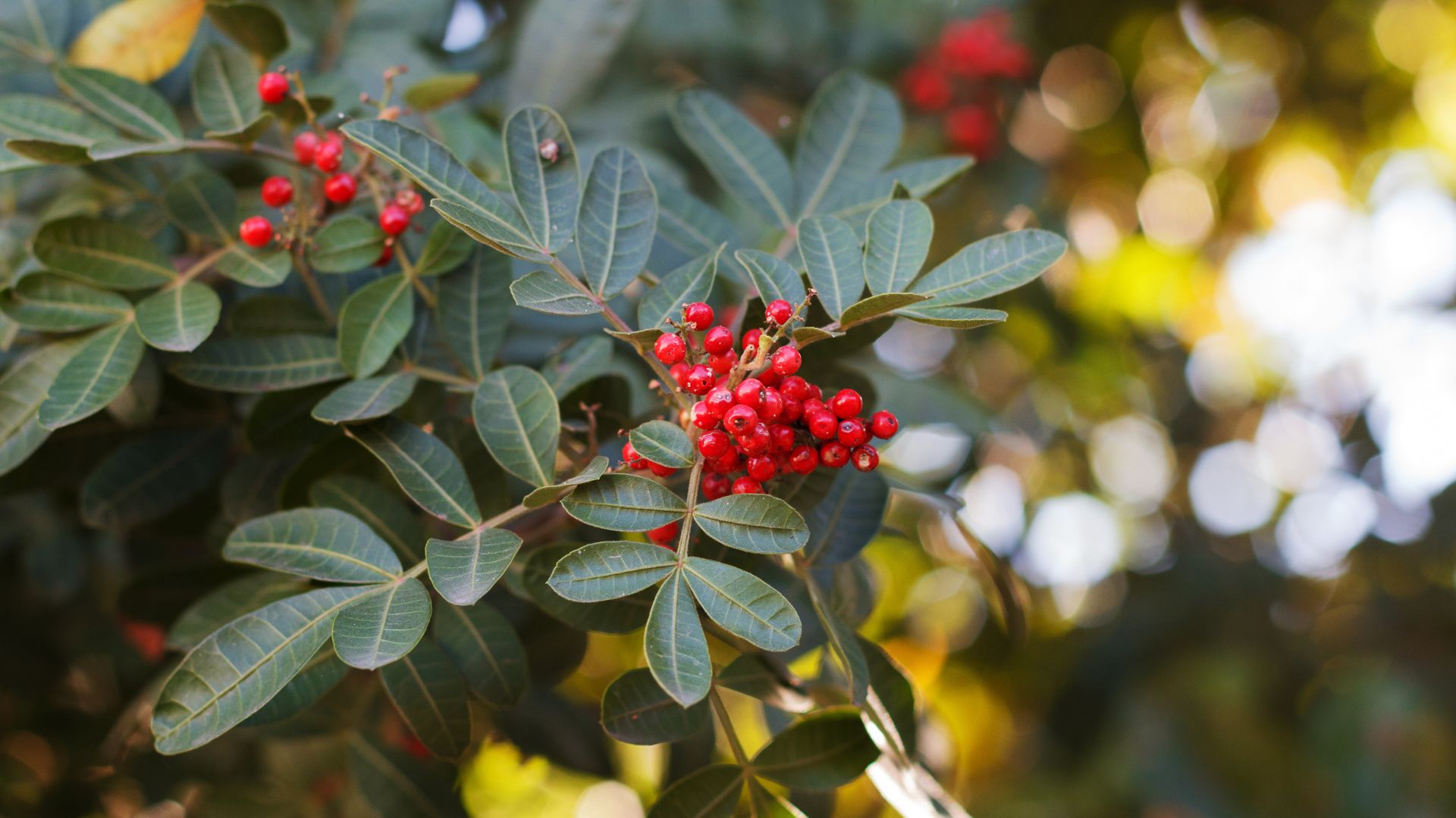 Conquering the Invaders: Protecting Your Landscaping from Brazilian Pepper and Australian Pine