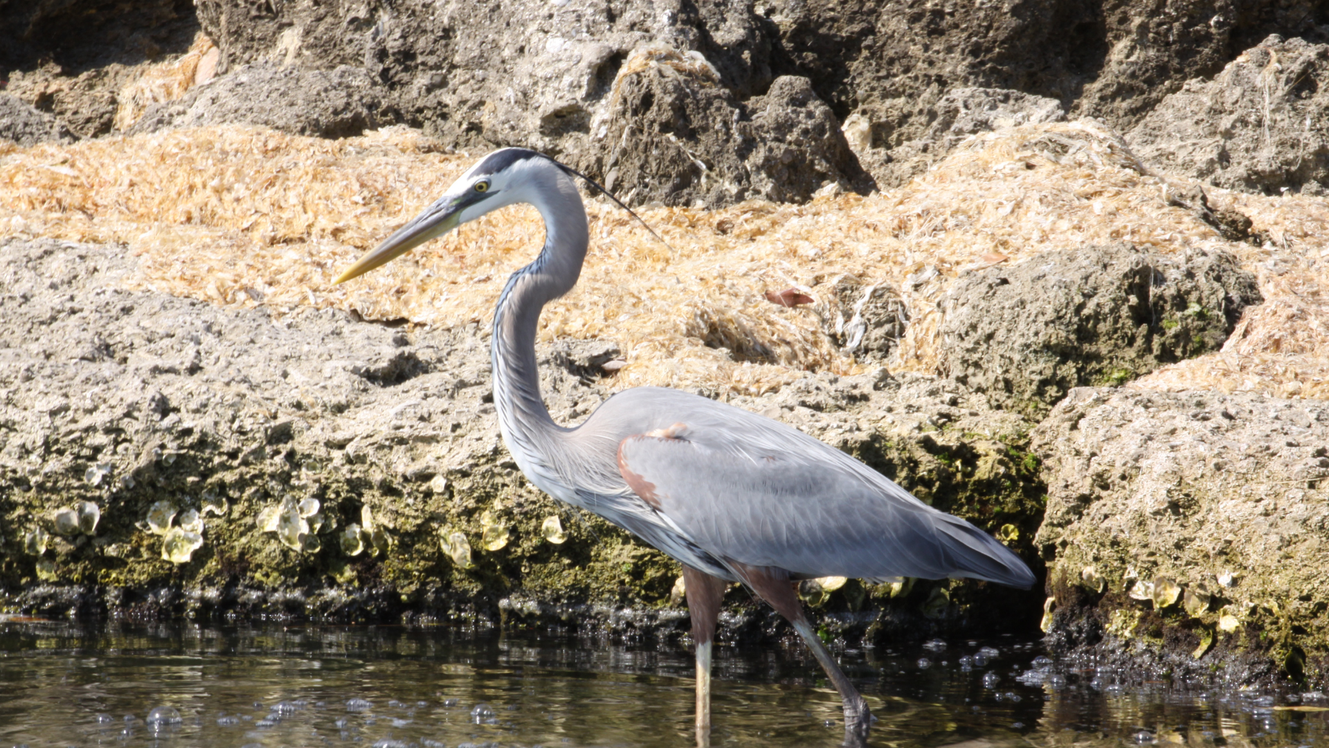 Saving the Indian River Lagoon: A Florida Treasure Fights for Survival