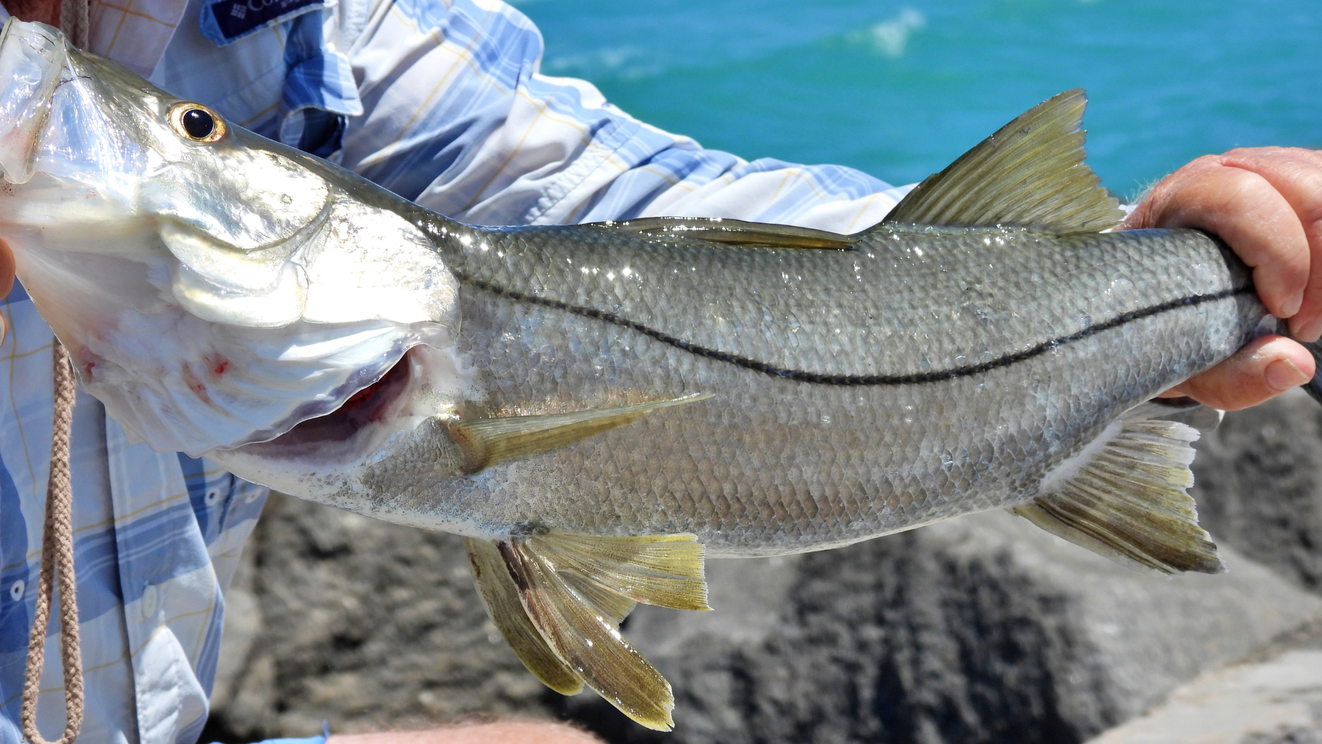 Reel-to-Table: A Fisherman's Guide to the Best Seafood on the Treasure Coast