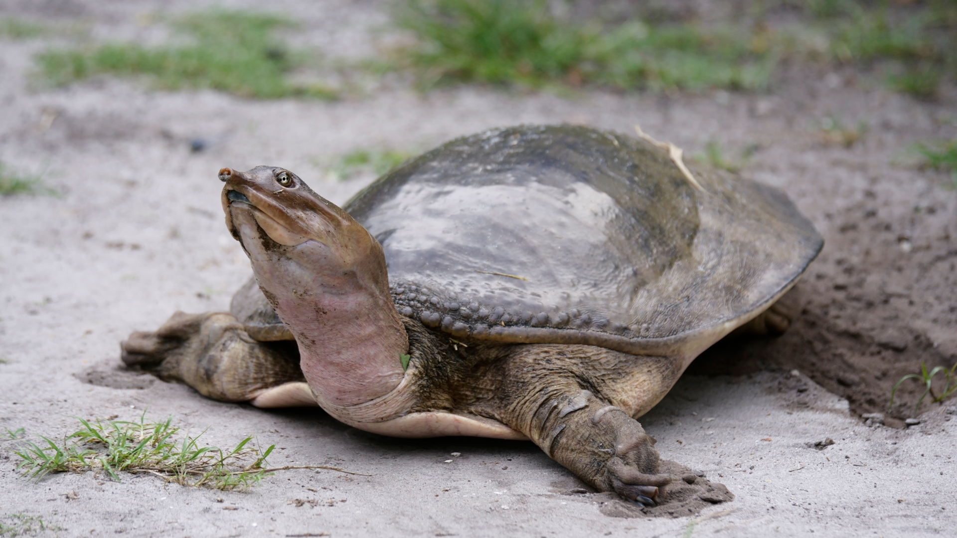 Sea Turtle Sentinel: Your Guide to a Turtle-Friendly Nesting Season