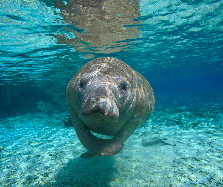 It's Not Just Turtles: Meet the Endangered Florida Species You See Every Day—and What Treasure Coast Development is Doing to Their Habitat